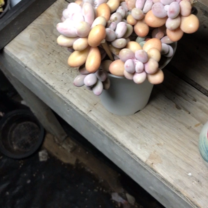 果*本83////////////