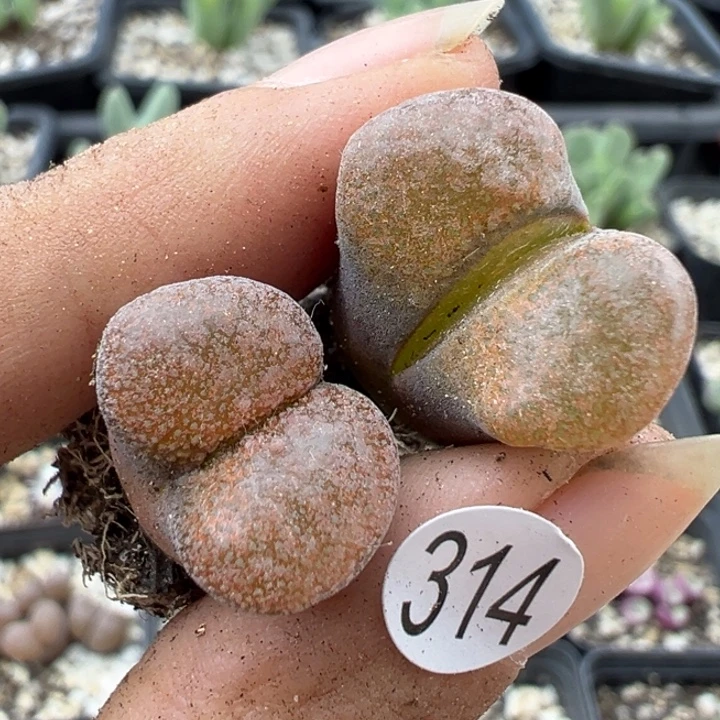 314号11111111111111