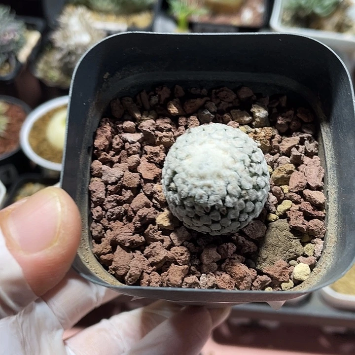 797蔷薇丸仙人球，