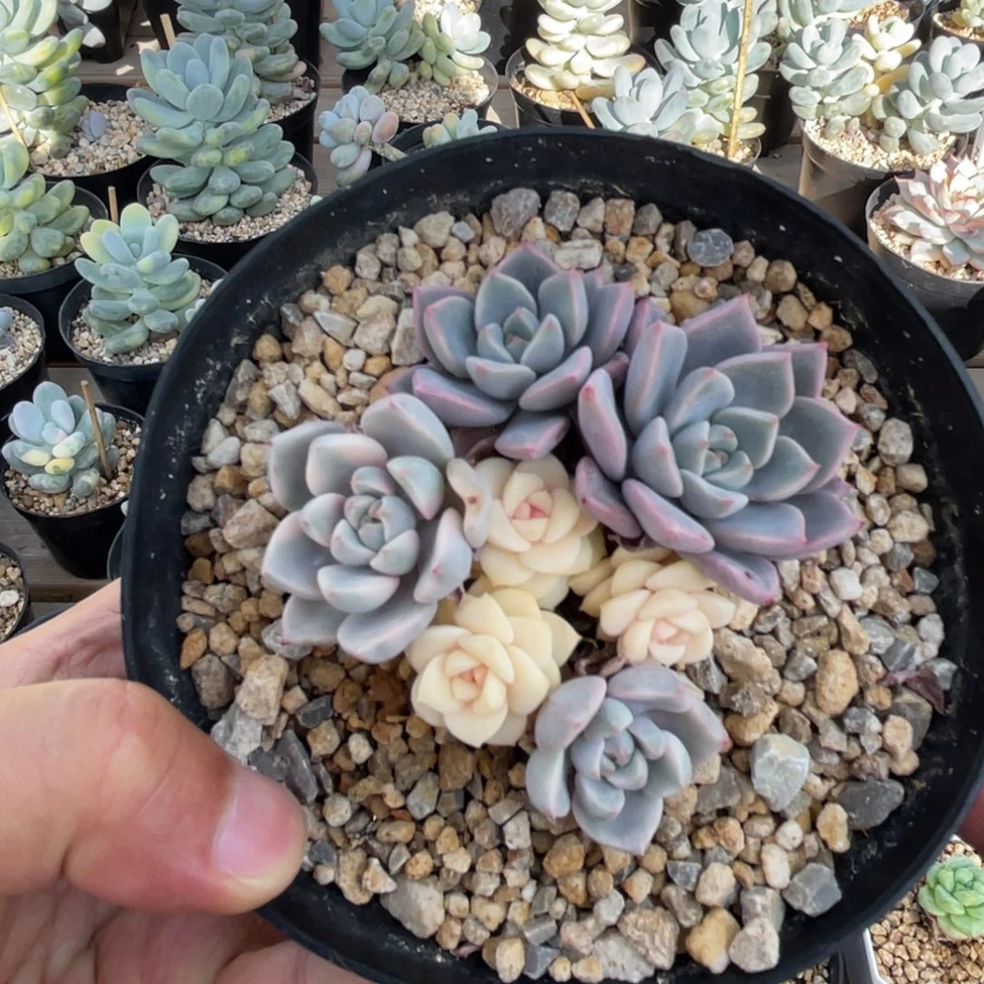 粉佳人锦一物一拍不支持退换