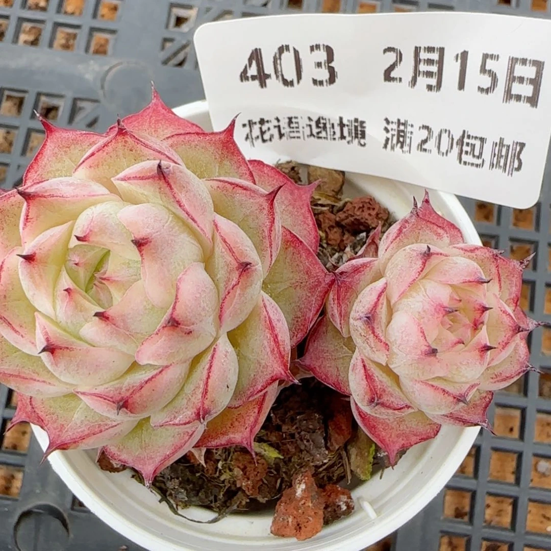花语逸镜0215-403