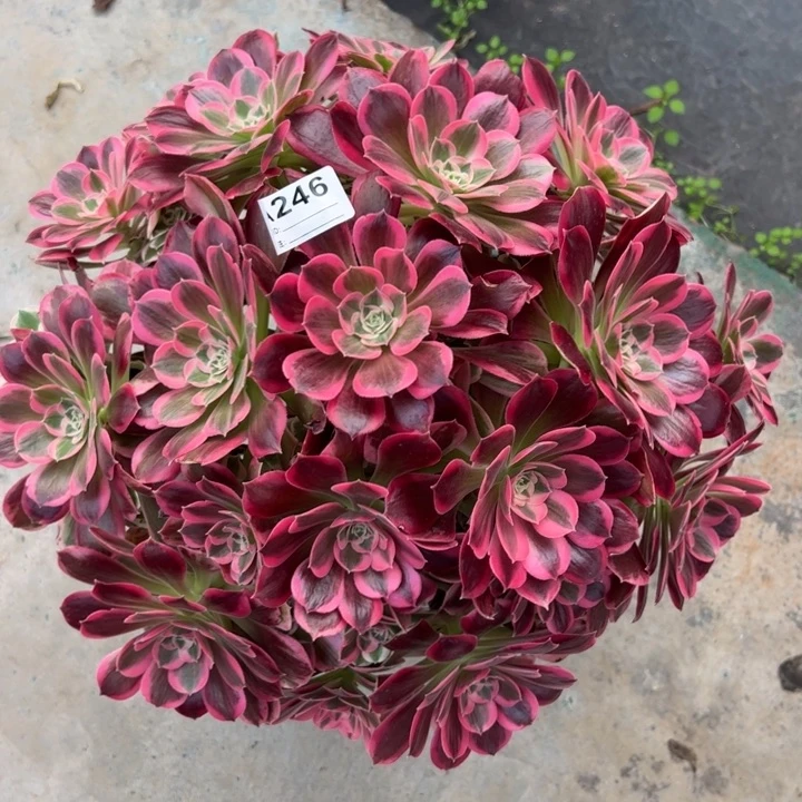 246男神35厘米左右多肉