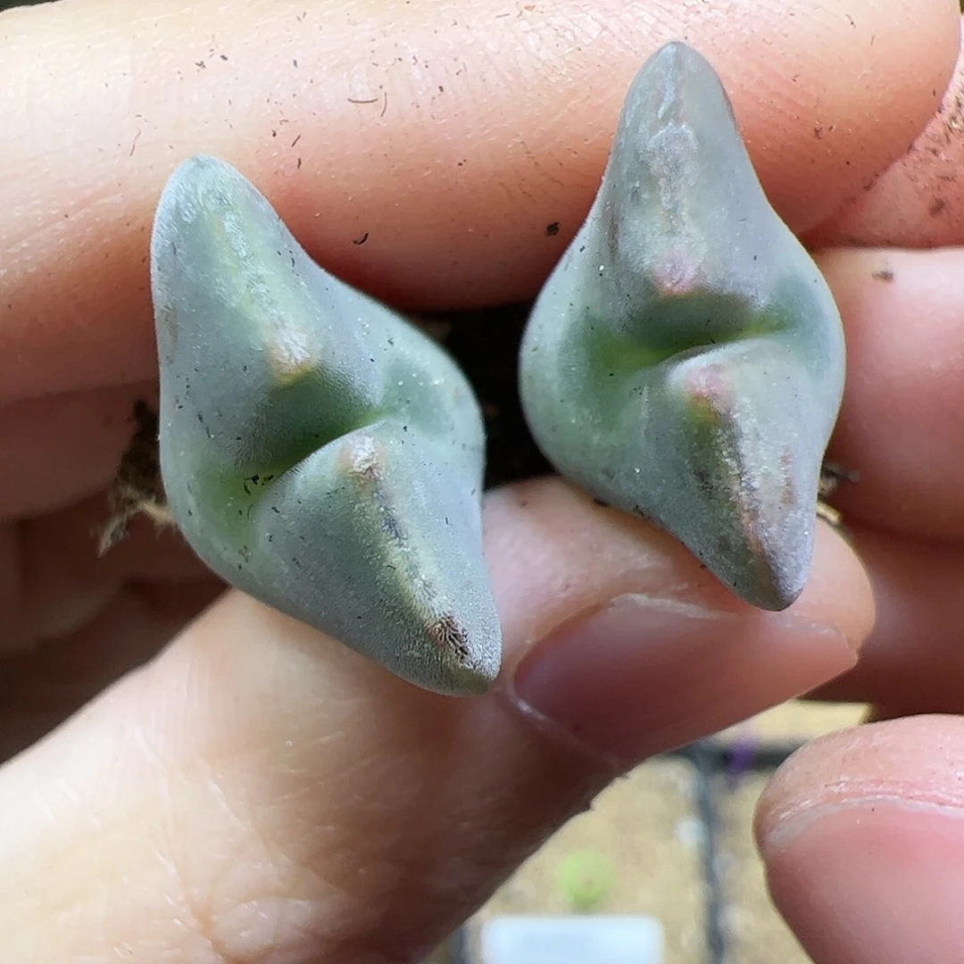 【闪购商品】9 福利