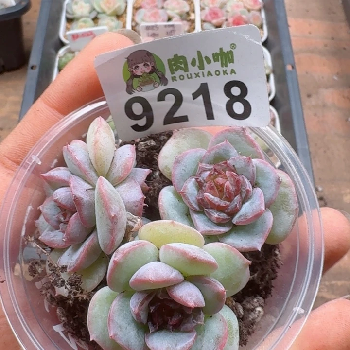 多肉植物多肉植物