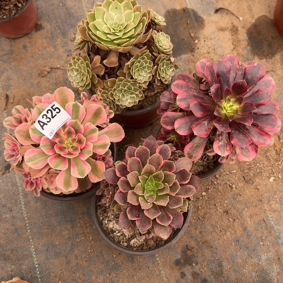 组合法师一物一拍325