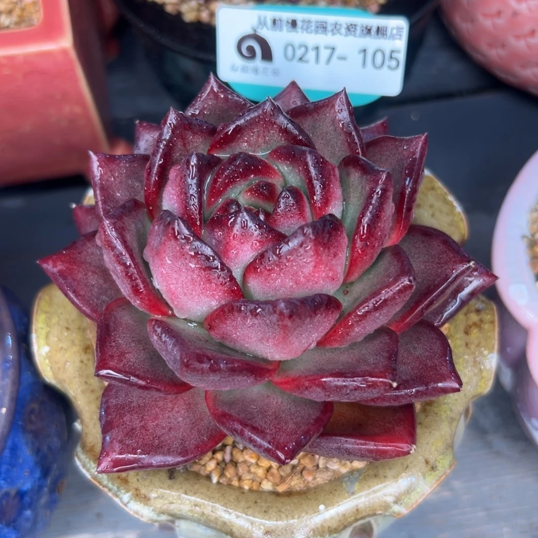 多肉一物一拍0217-105