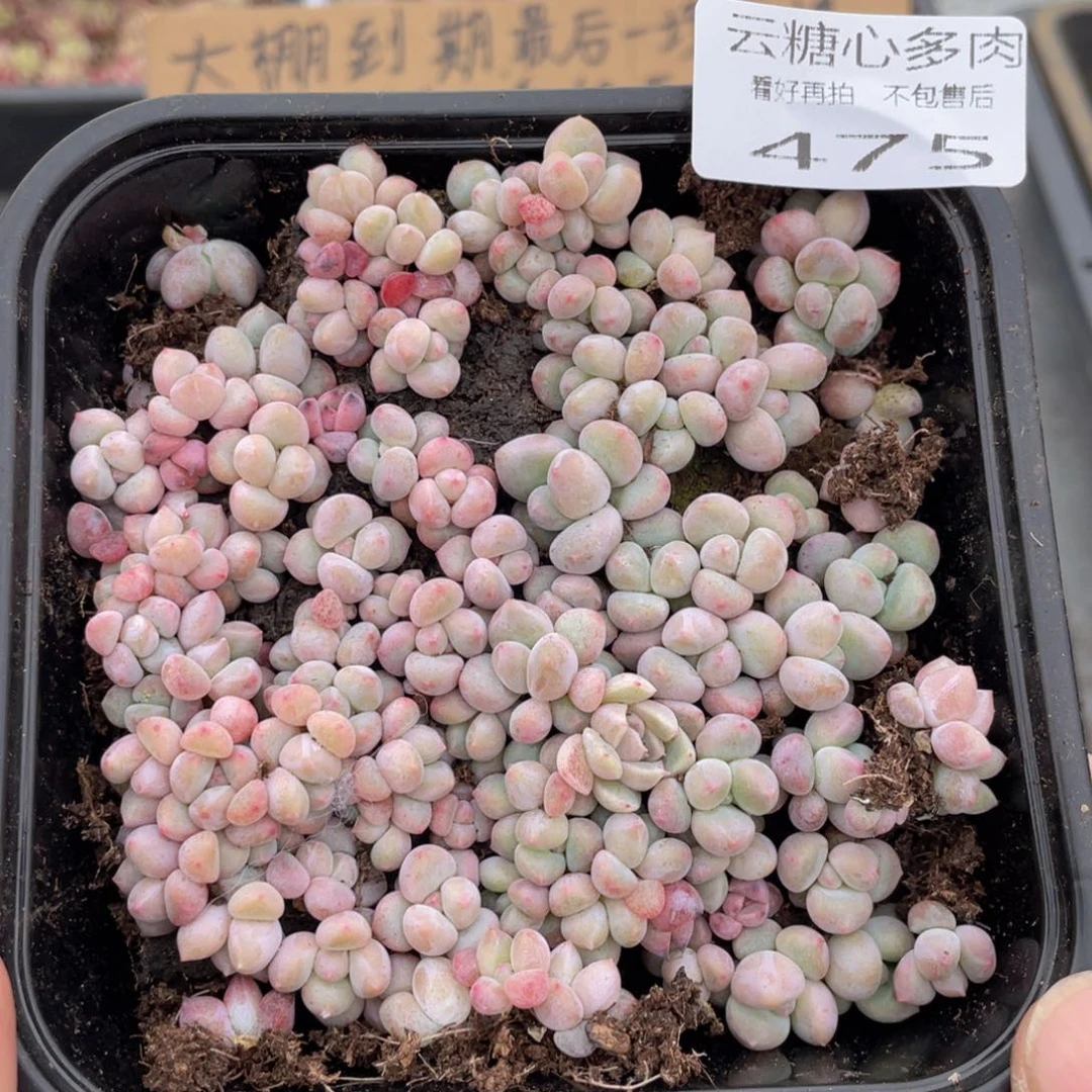 云糖心多肉植物475