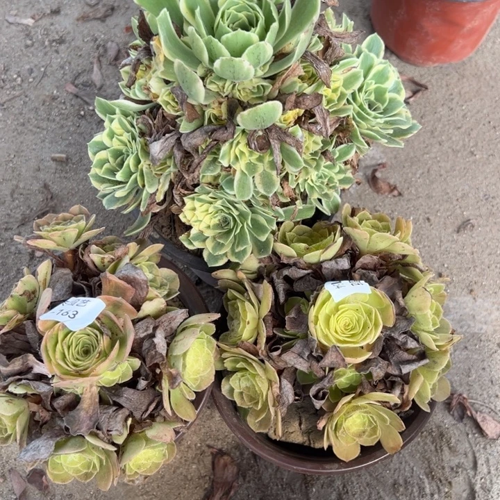 1艳凝2雨荷三颗组多肉植物162-63-64