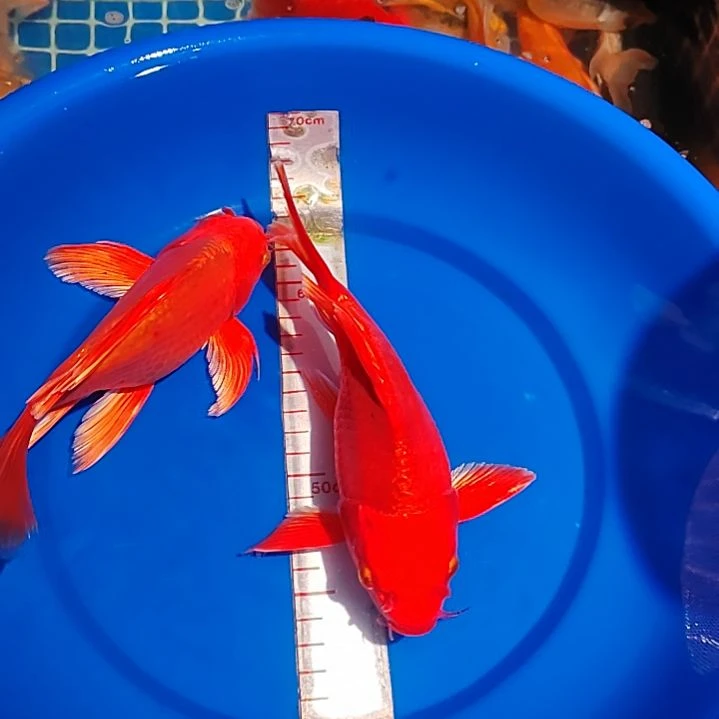 蝴蝶鲤红色21公分2条今晚福利