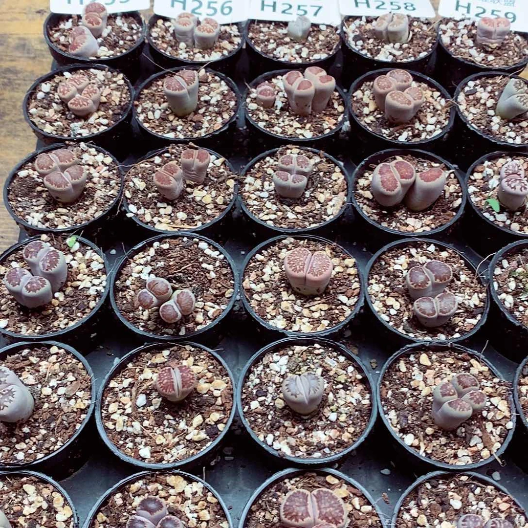 255呃呃呃呃呃呃呃呃呃呃呃呃