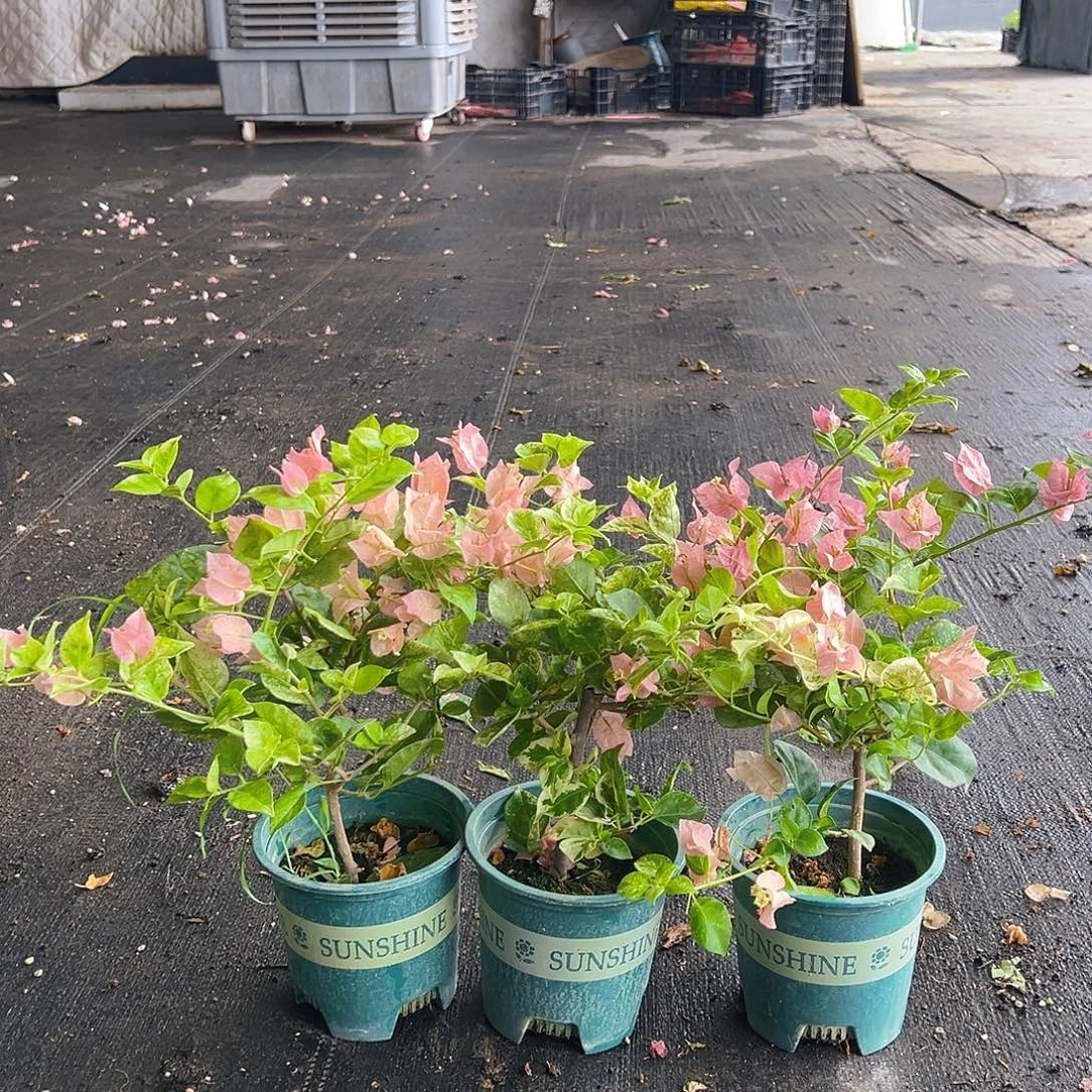 当前无花栽培后可以开花米罗掌中宝一颗