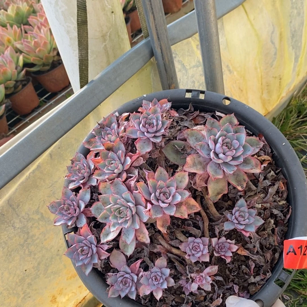 124赫拉老桩一物一拍