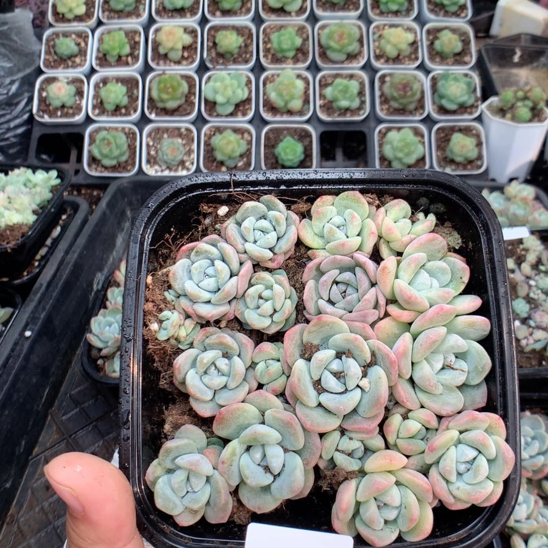 无花朵R75英语英语