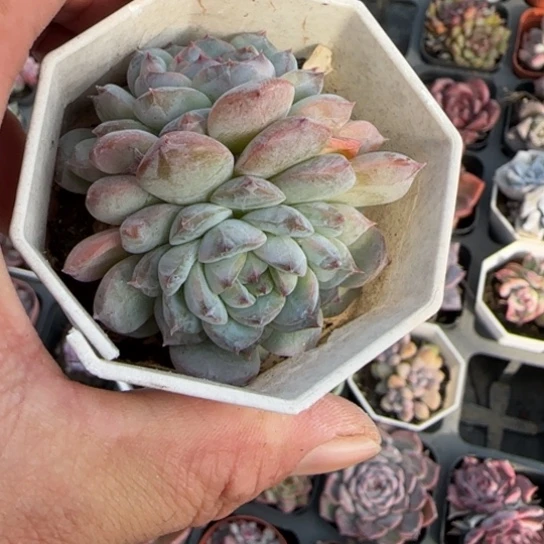 100冰魄多肉植物多