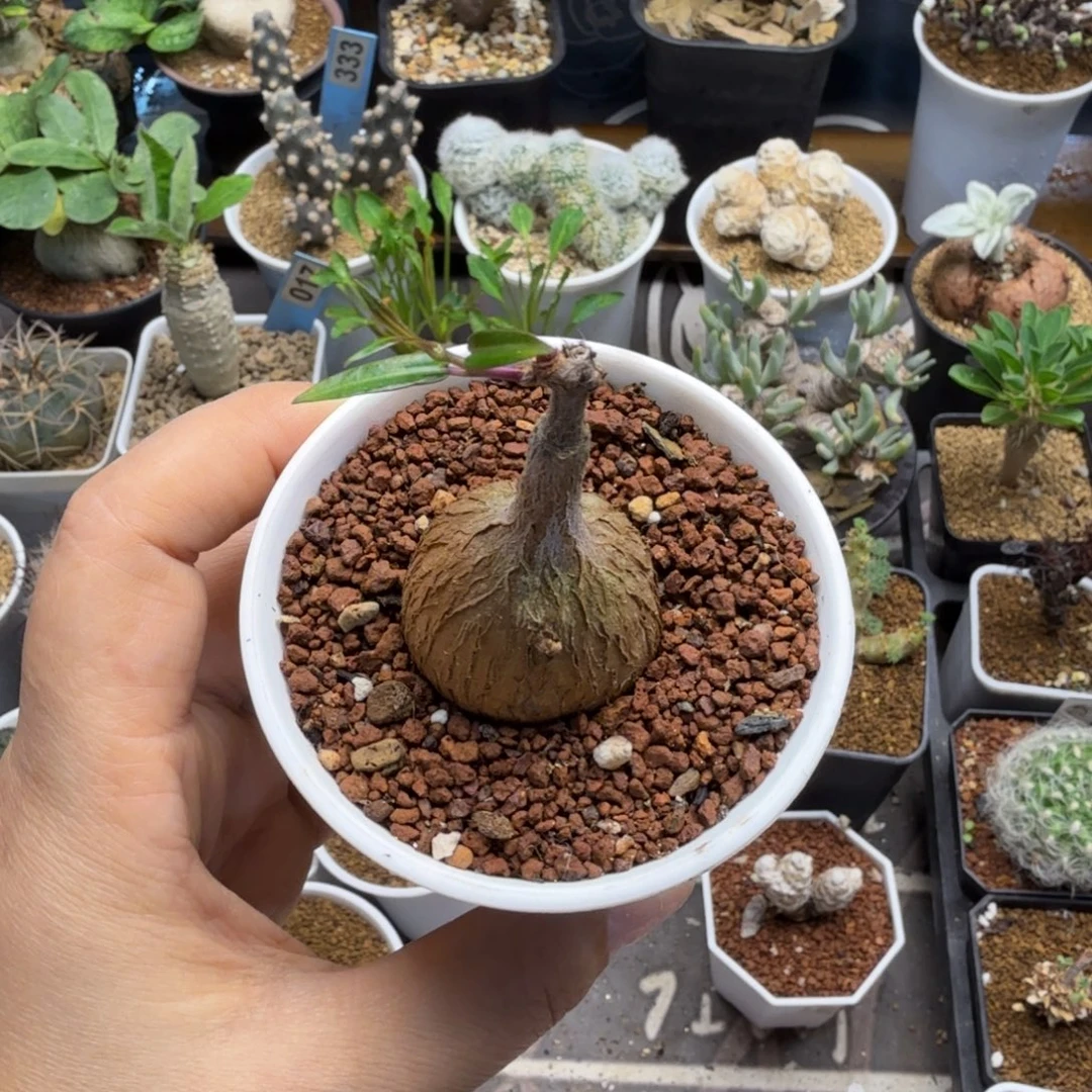 紫背萝摩197仙人掌