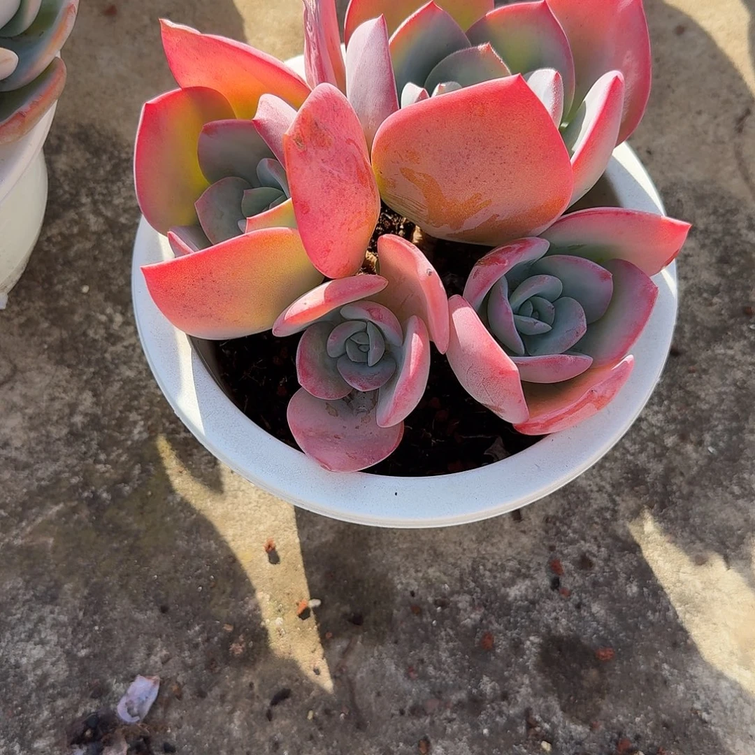 七***️雪凤多肉植物一颗