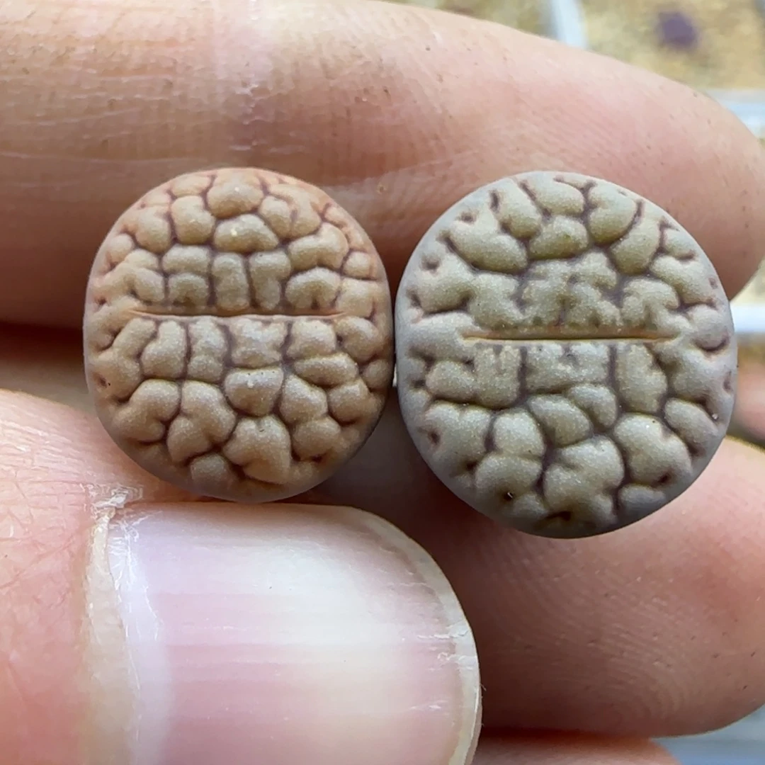 415脑纹黄露美清框福利30包邮
