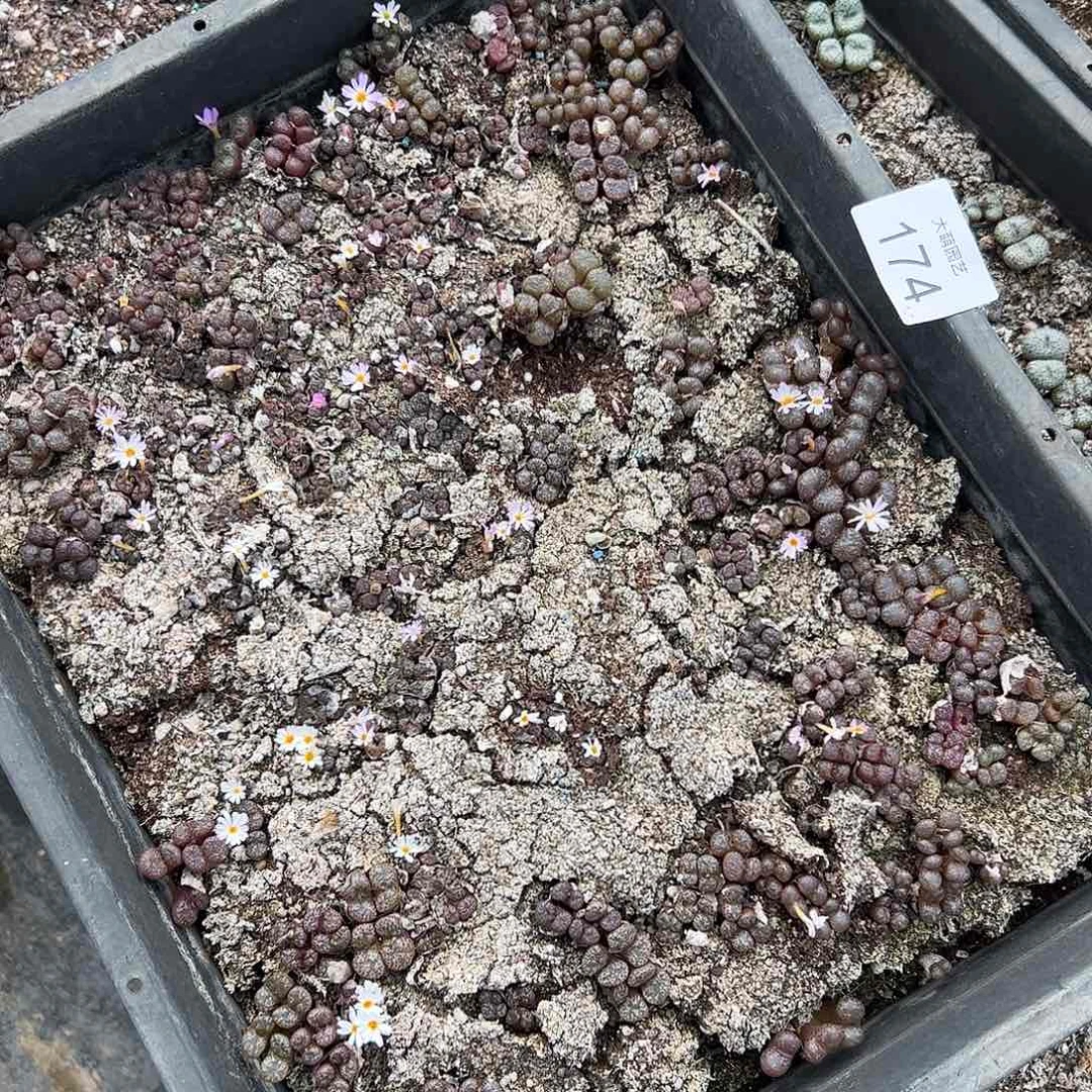 清框脱土发默认有疤。  174