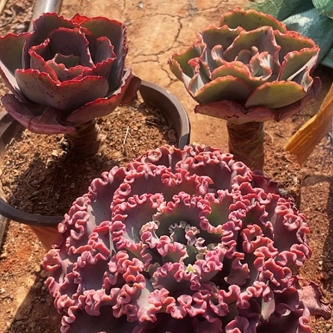 随*%A 9 9包菜系列3棵