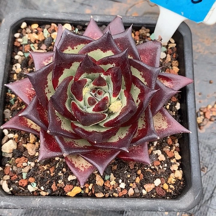 群*2916黄皮美乌侧芽多肉