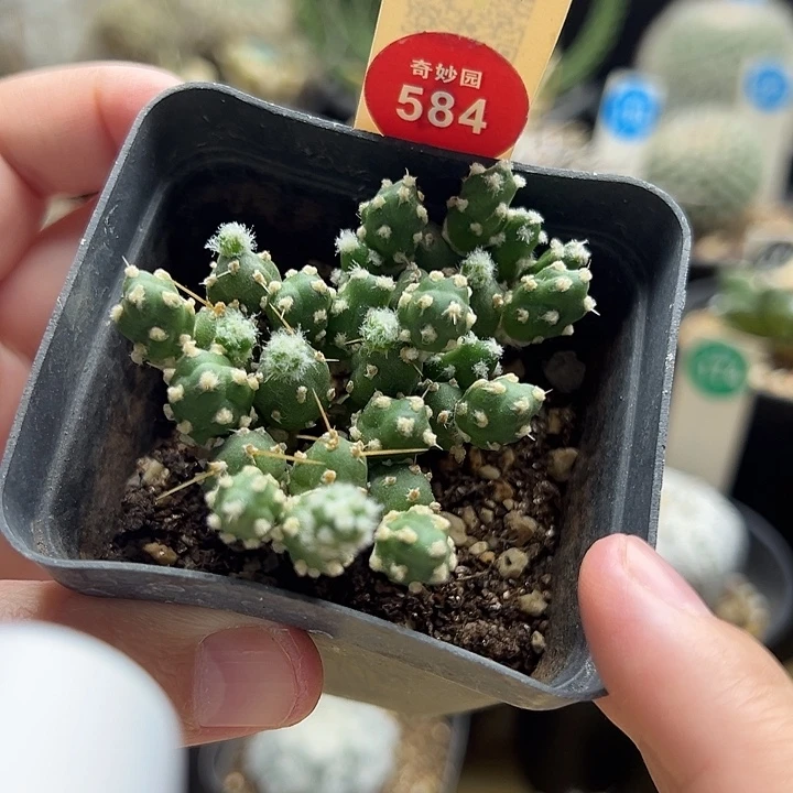 罗西安娜团扇6688