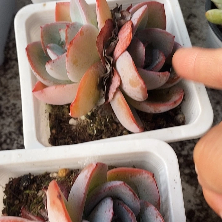 布鲁兰11111112245克制作原料
