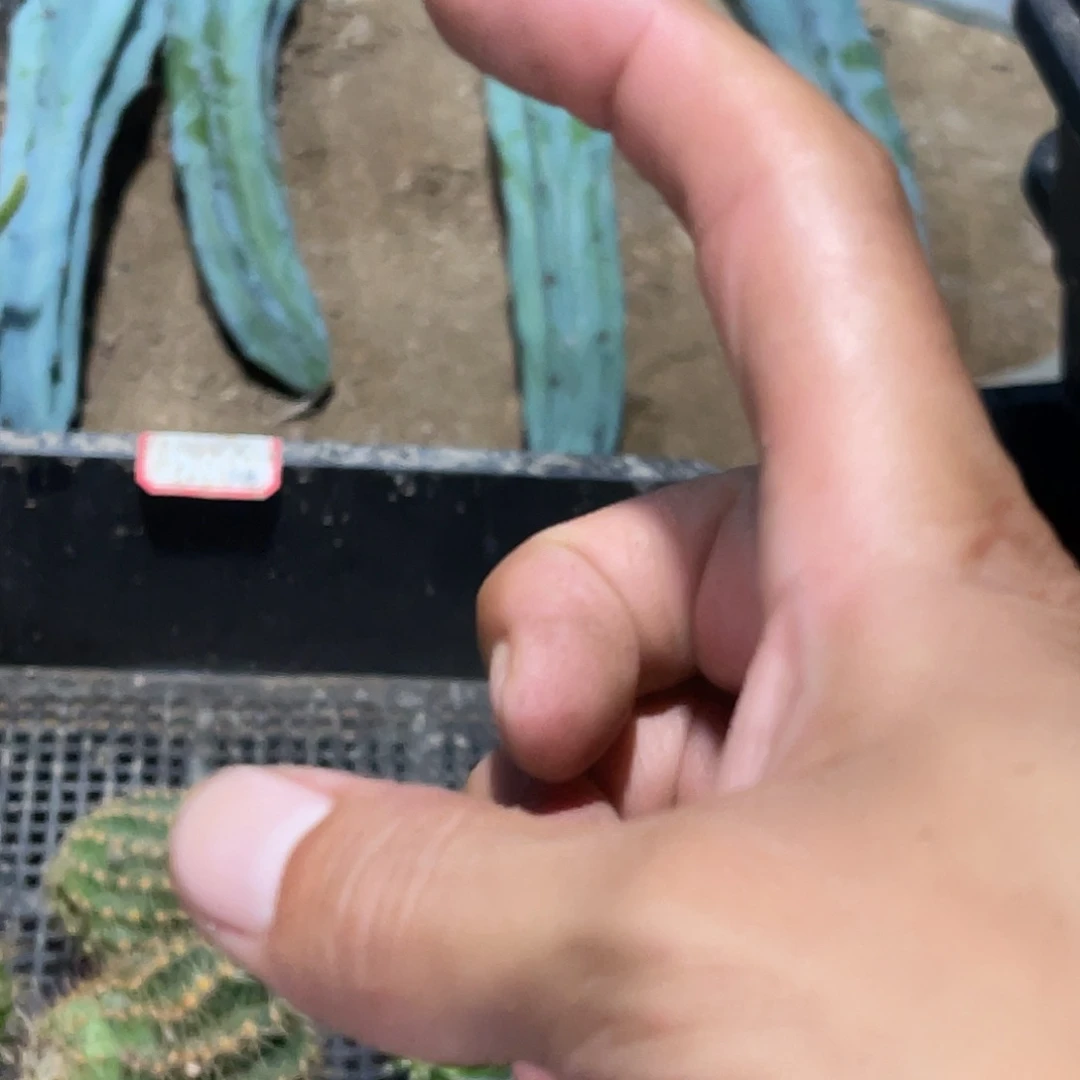 生***凡龙神木 枝条 4棵无根