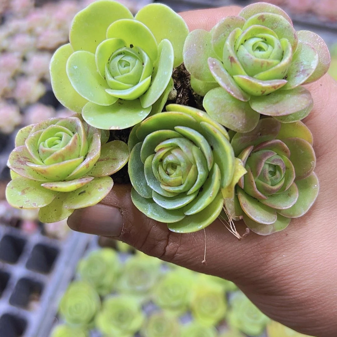 彩鸡蛋5个19包邮