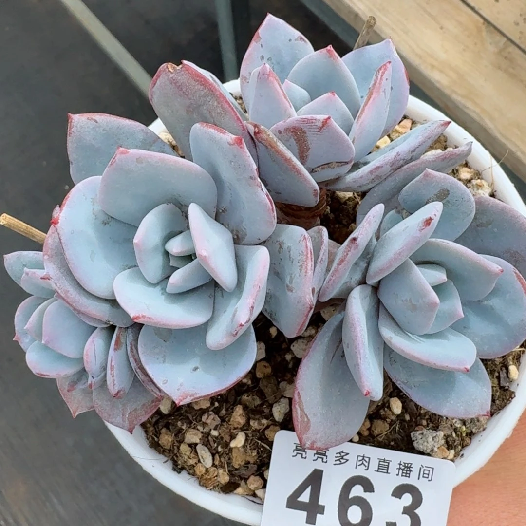 奶茶树桩            精美多肉植物