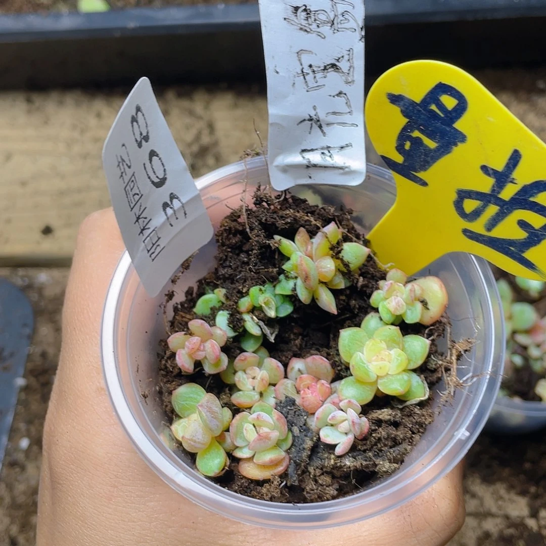 量拍多肉植物多肉植物368