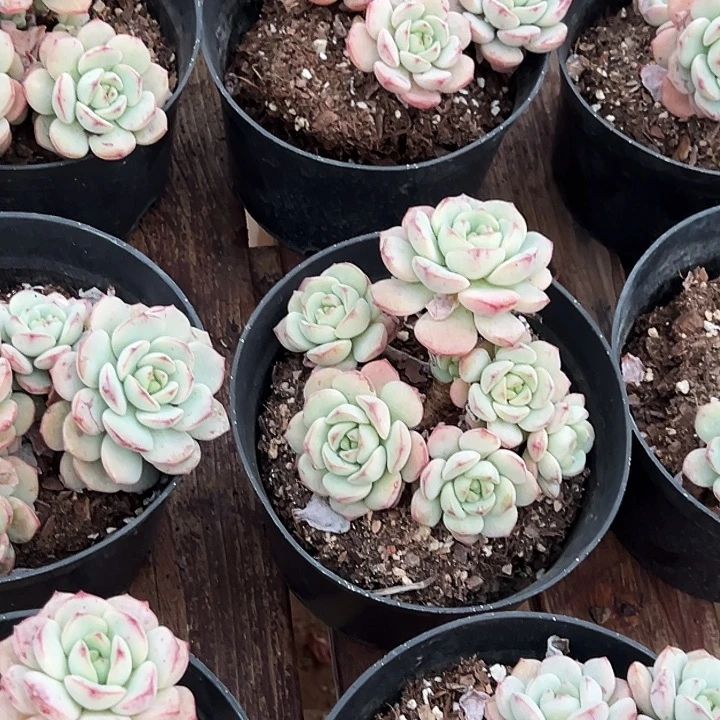 大圆盆   老桩  香草