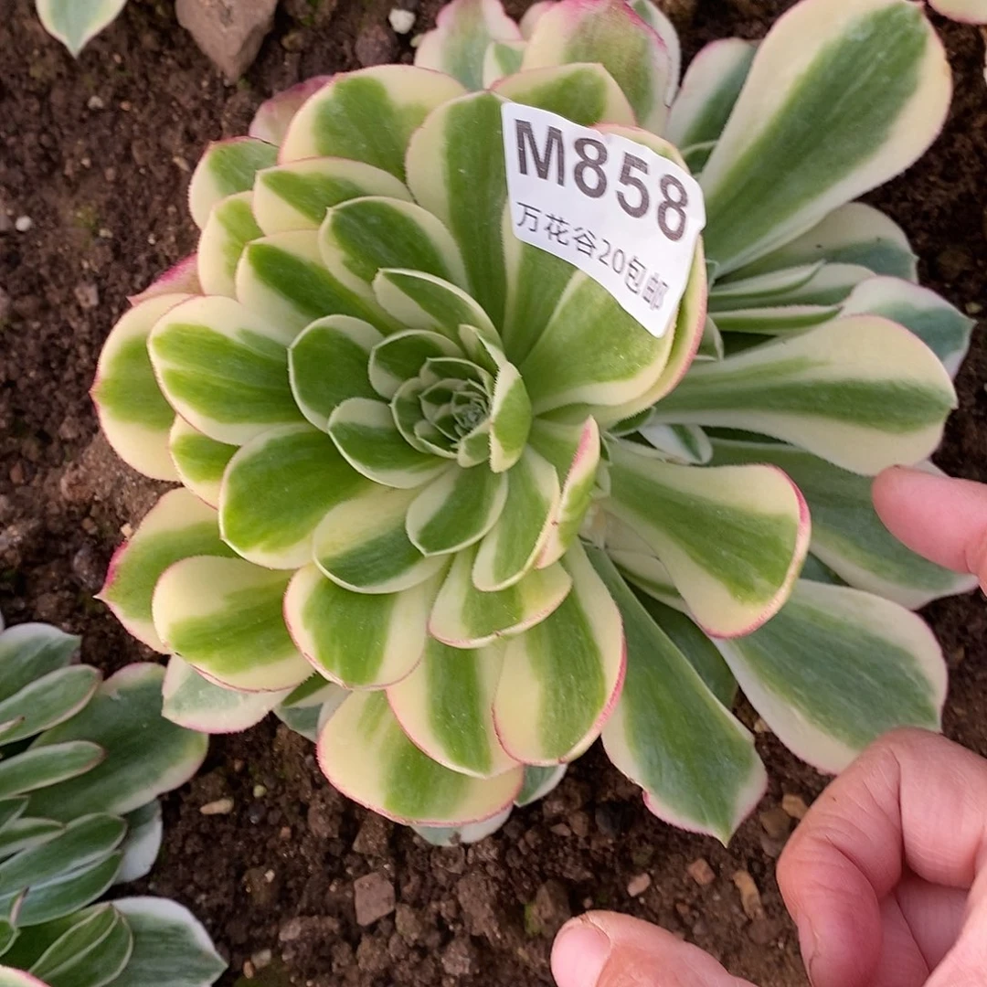 858海王多肉植物