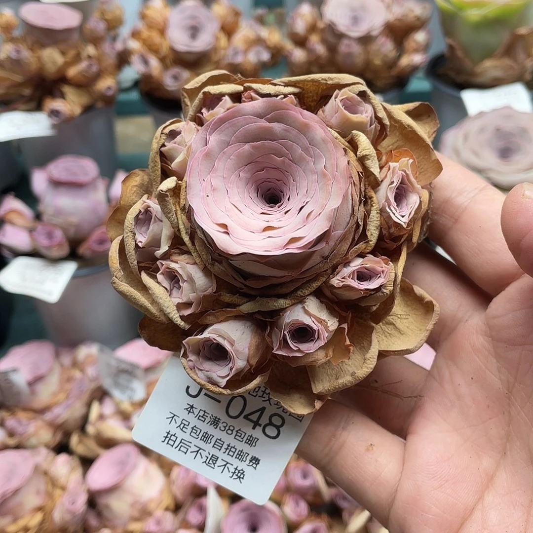 不知名福利048一物一拍