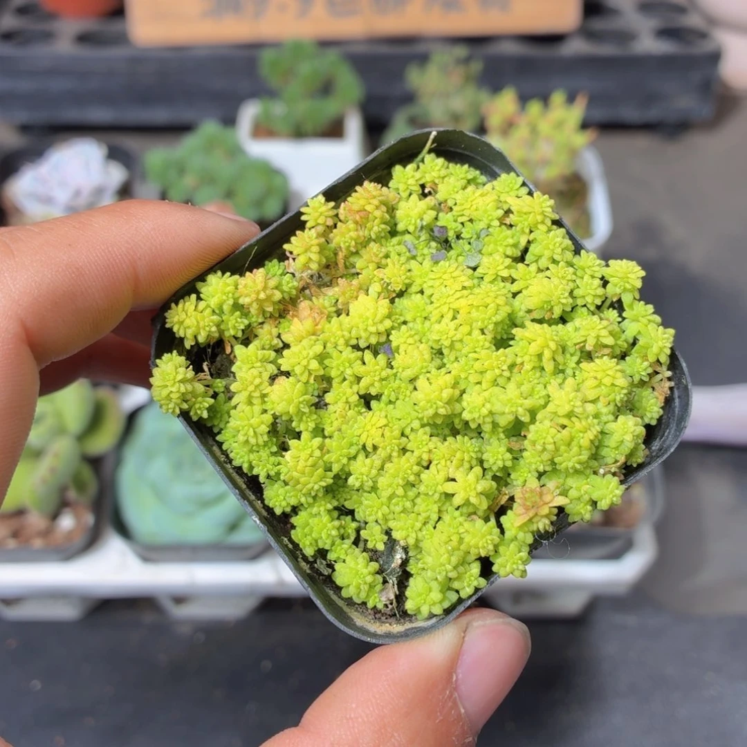 黄金草多肉9.9包邮发货