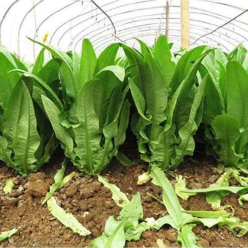 香甜油麦菜种子四季懒人种植不招虫阳台盆栽蔬菜