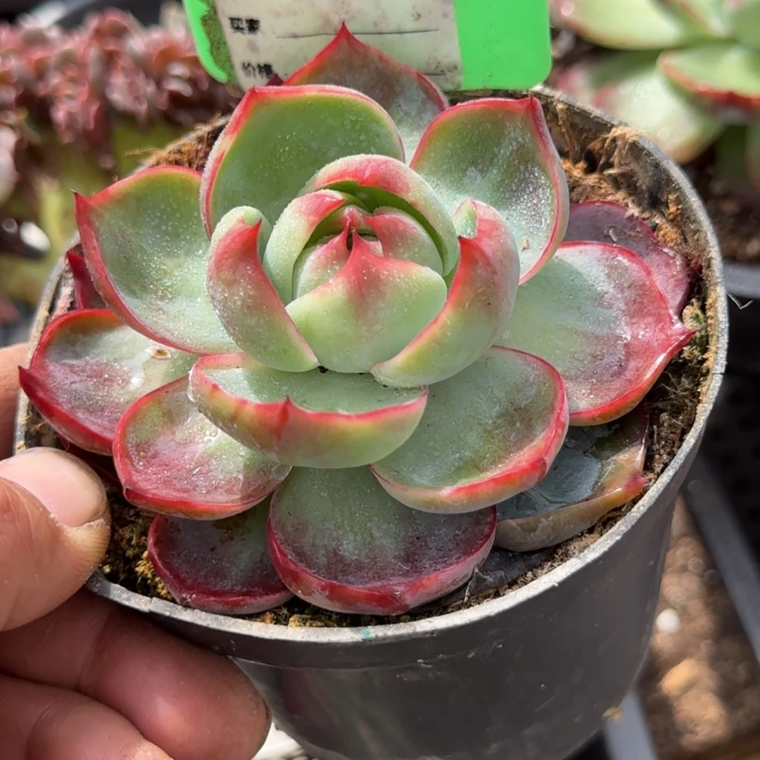 蜜桃惊鸿一物一拍包装收缩花旱924