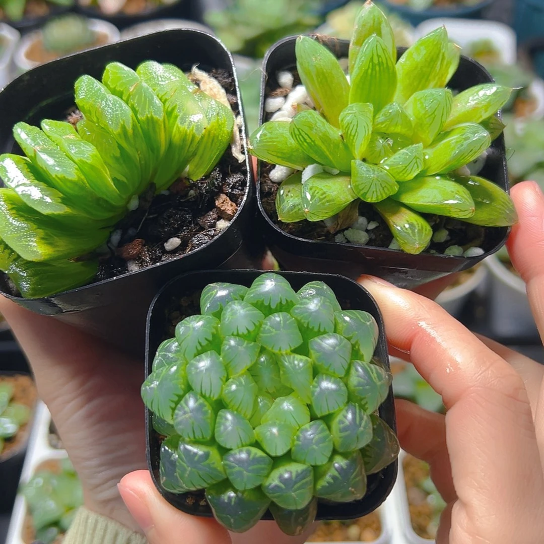 玉扇-苏州玉露-糯肌玉露，