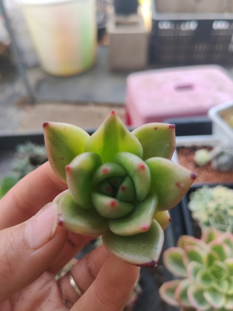 杂交花脸锦  多肉植物锦