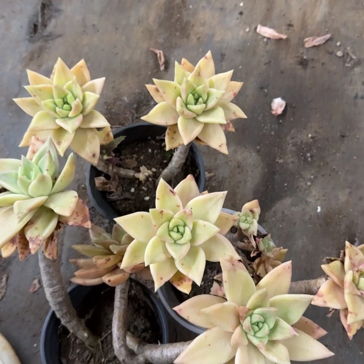 黄金表丽娜双头三盆