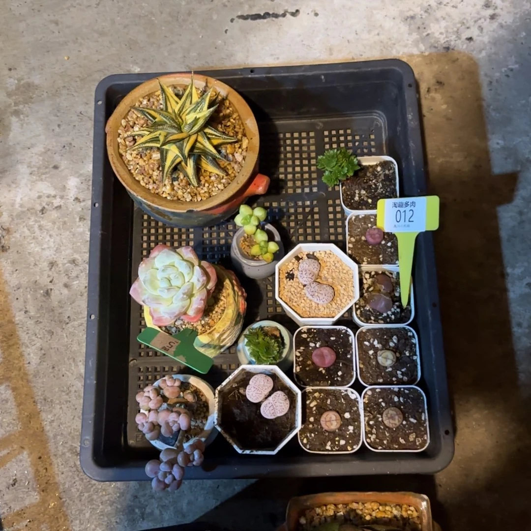 向***葵多肉植物一筐哇塞