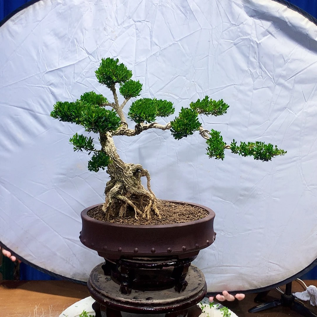 无花朵黄杨盆景一物一拍