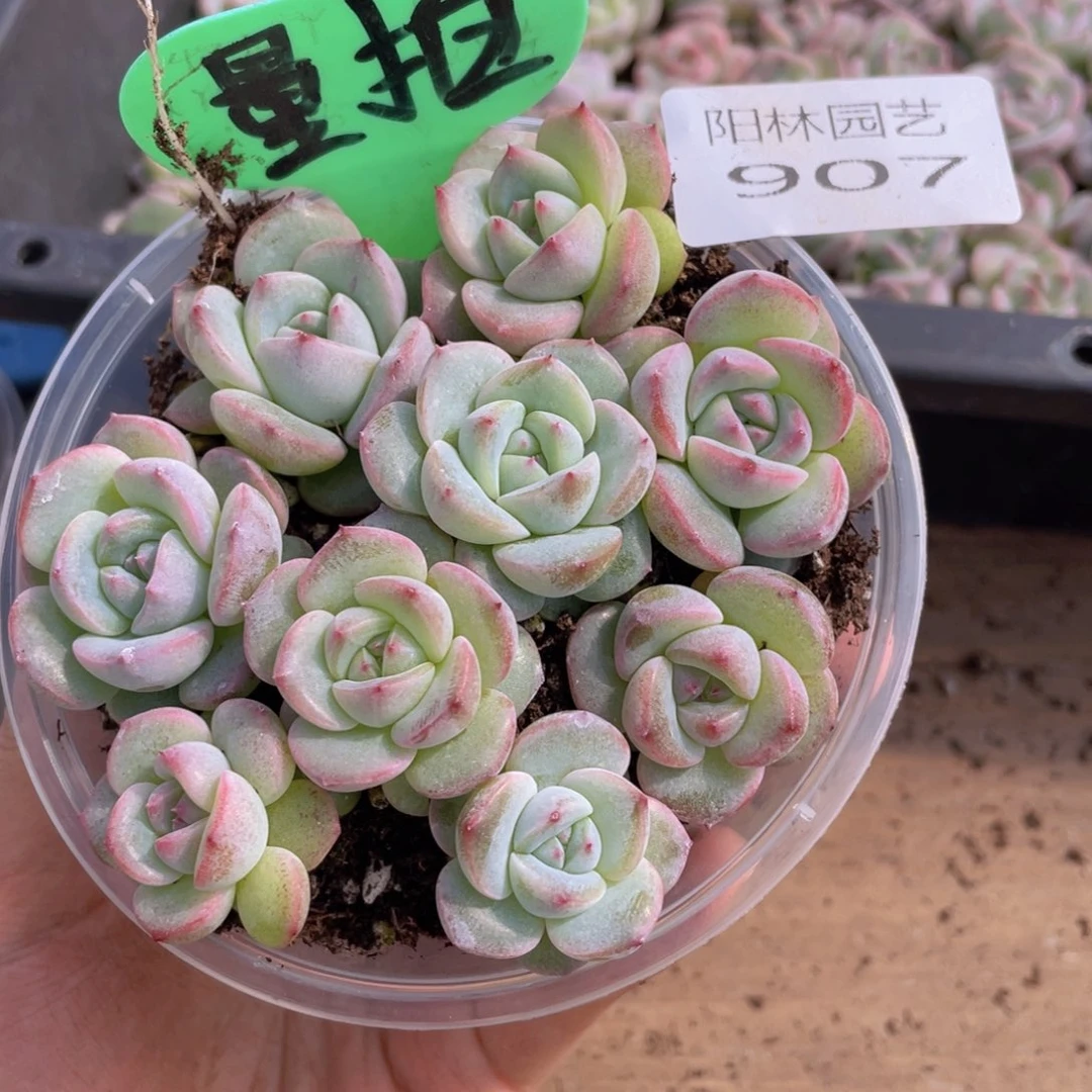 量拍多肉植物多肉植物