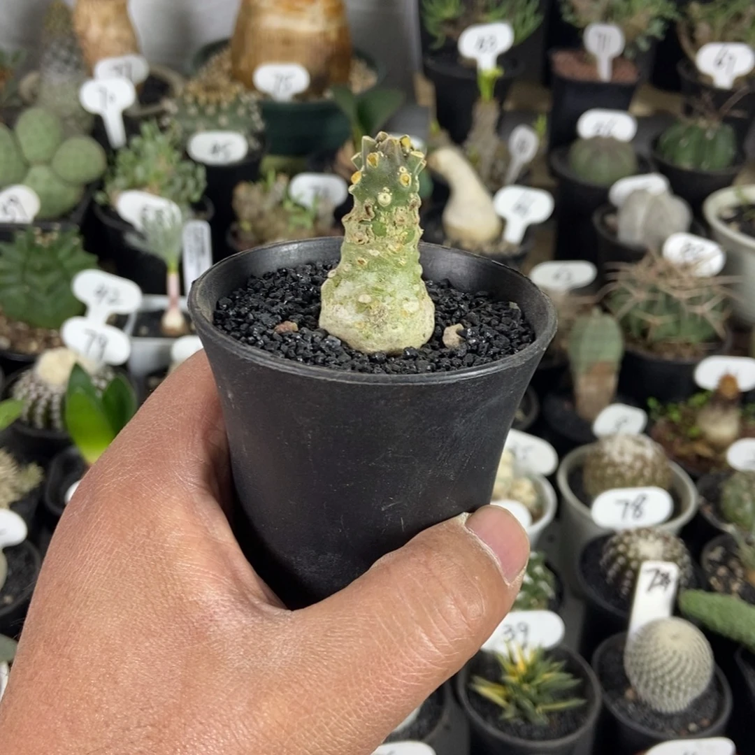 椰子流桑一物一拍