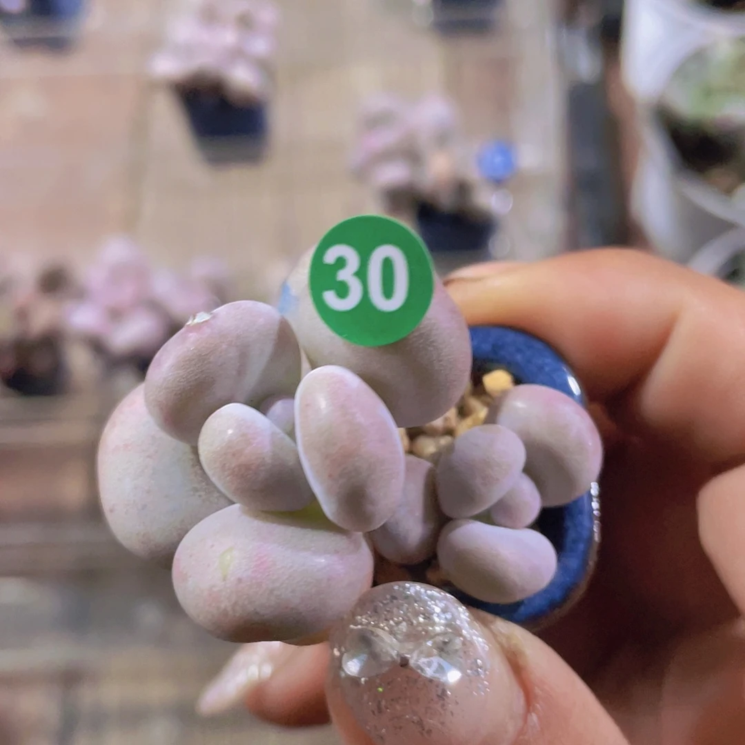 带盆发货 奶酪多肉