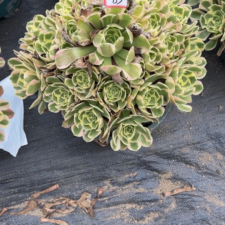 83女狼多肉植物法师