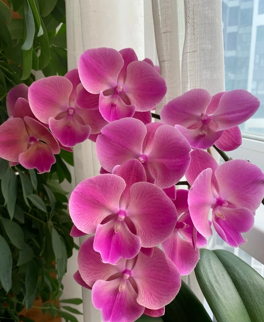 大花稀有花期超久【变色龙蝴蝶兰】三个花剑爆花机器