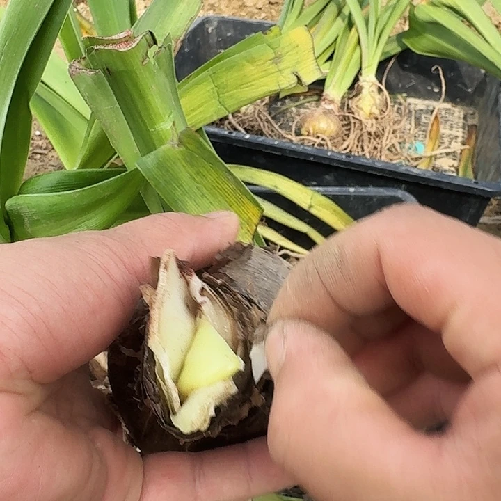 兰尼朱顶红一棵8+