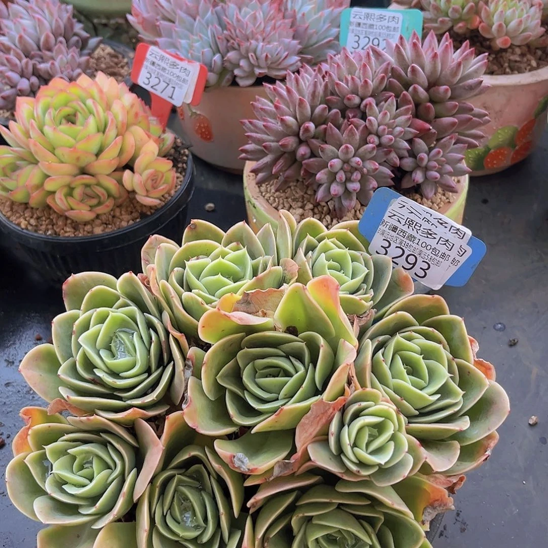 3283星娜塔多肉植物