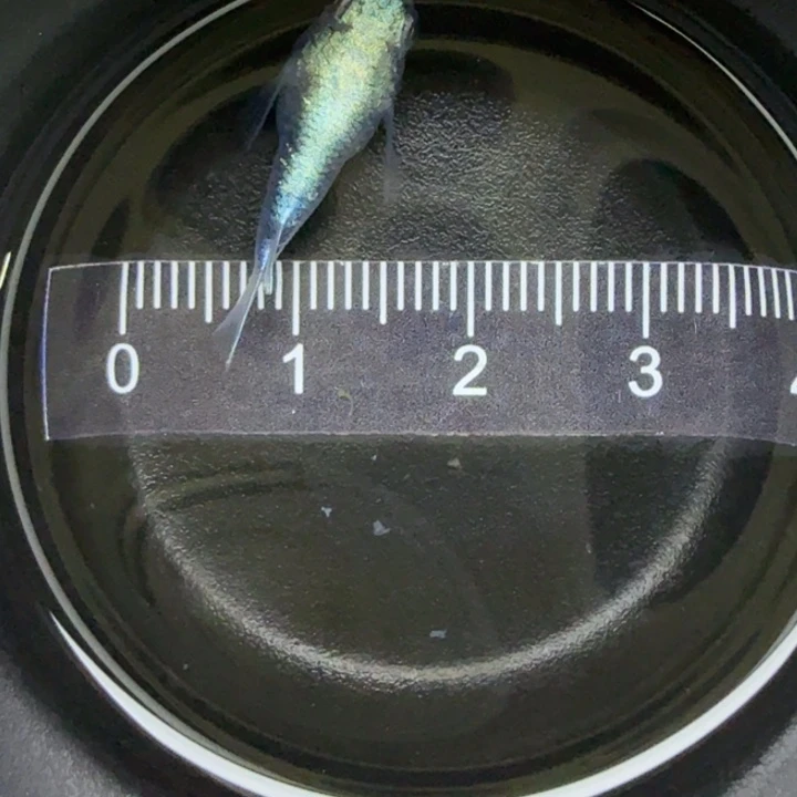 青鳉鱼黑衣球球16号