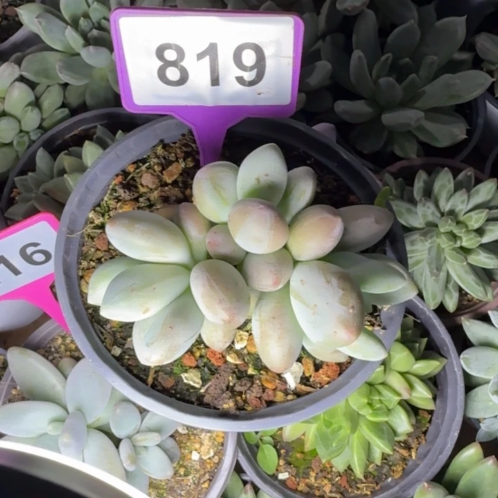 白兰地一物一拍819